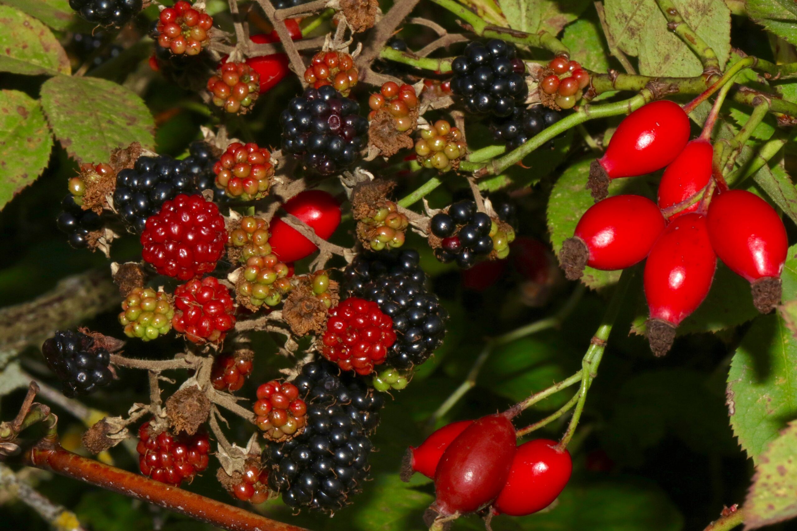 Why Are Organic Snack Bites the Beauty Secret You’re Missing?