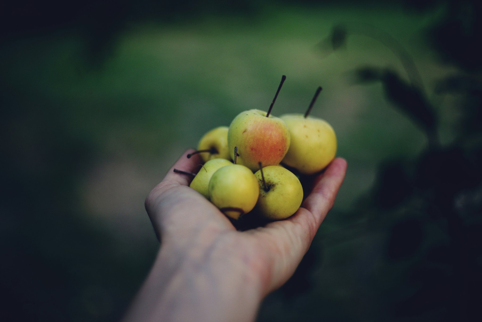 Plate of finished organic energy bites dusted with coconut flakes arranged neatly