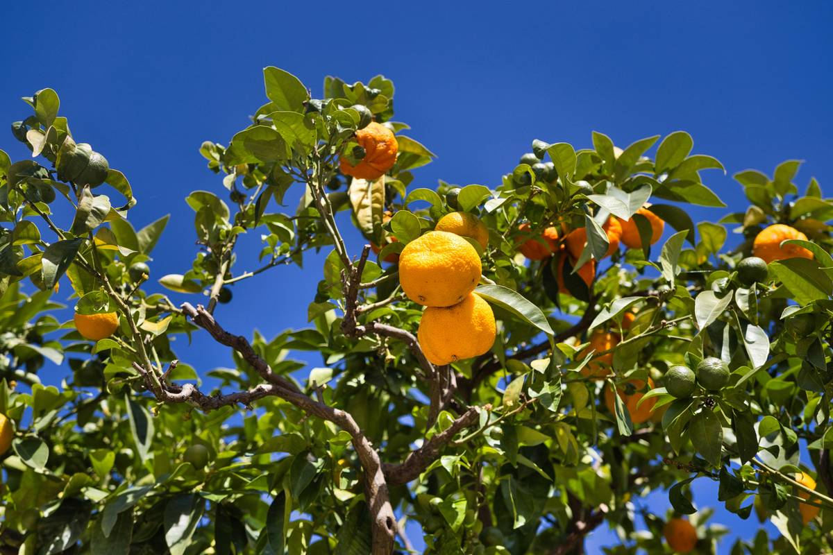 Why Organic Root Vegetable Snacks Are Your Skin's New Best Friend