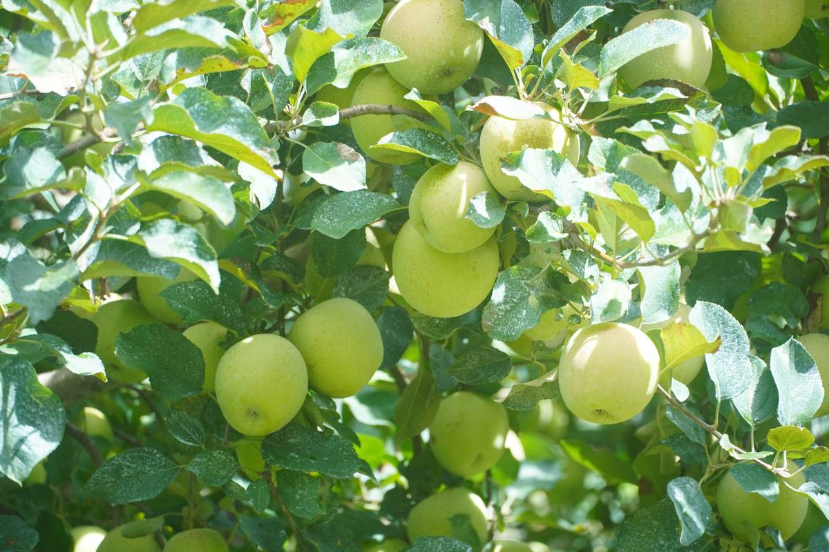 Before-and-after comparison showcasing clearer skin after switching to pea protein snacks.