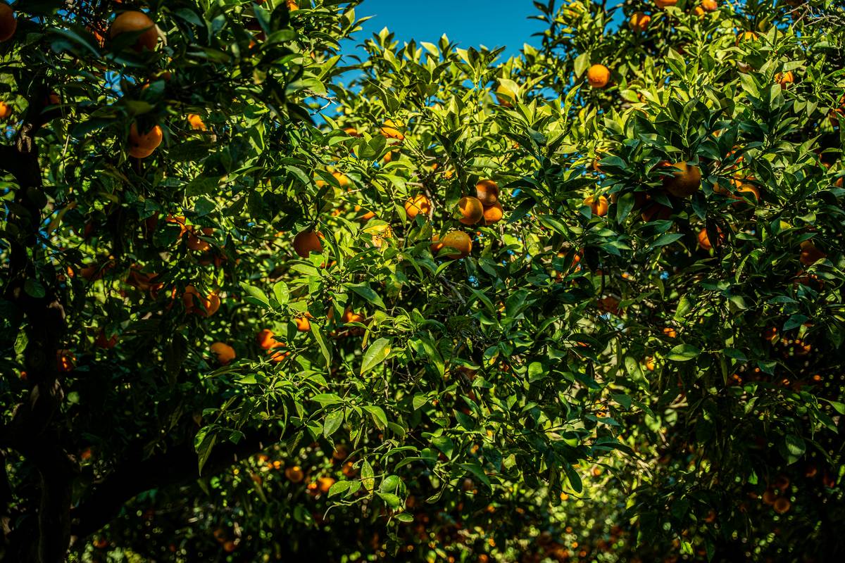 Organic Goji Berry Bites: The Secret Snack Revolutionizing Beauty & Skincare