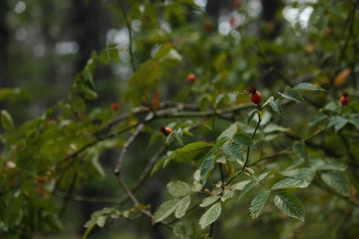 Why Organic Heritage Grain Snacks Are the Beauty Secret You’ve Been Missing