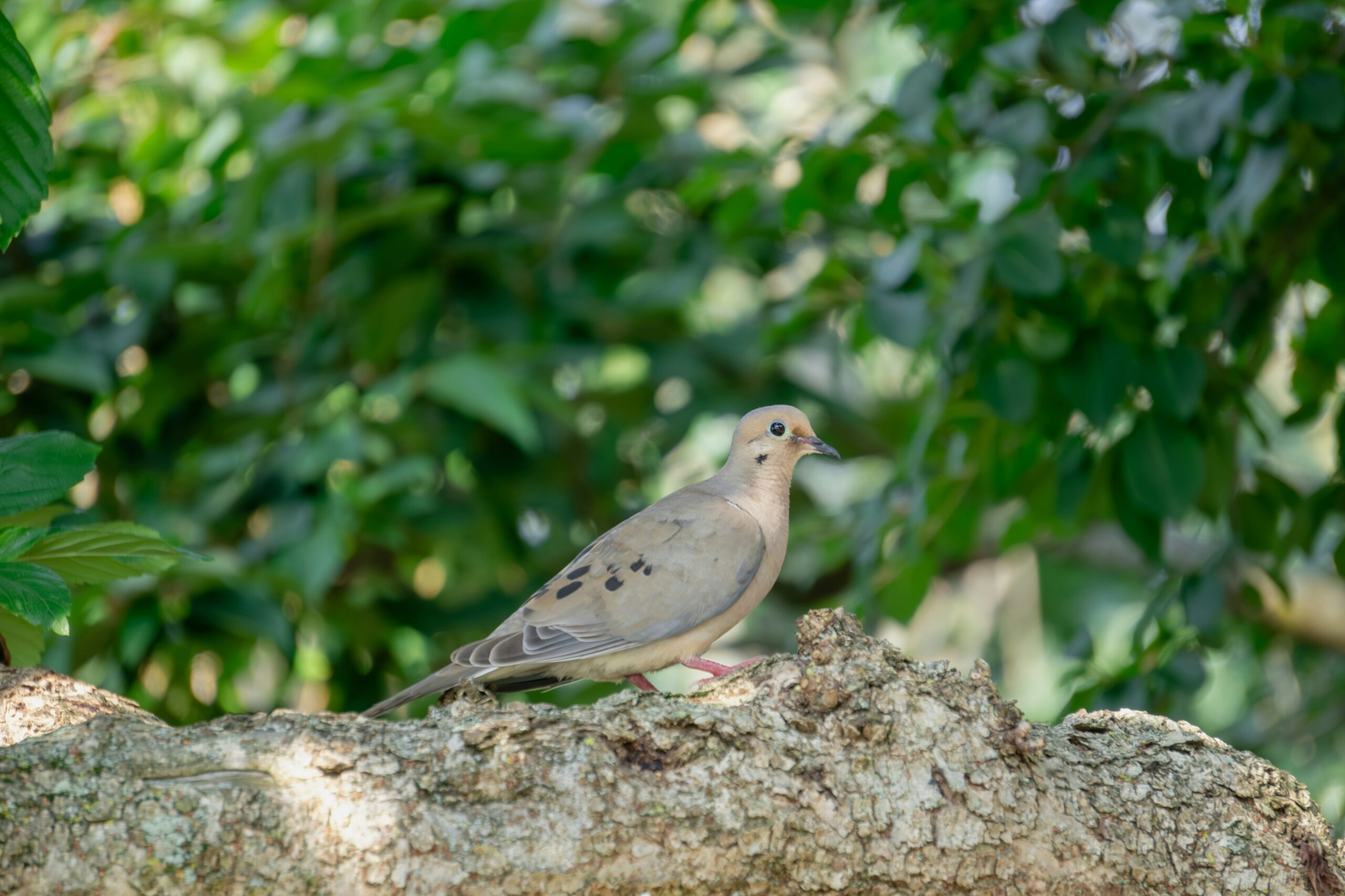 Mourning dove By Aravind Reddy Tarugu