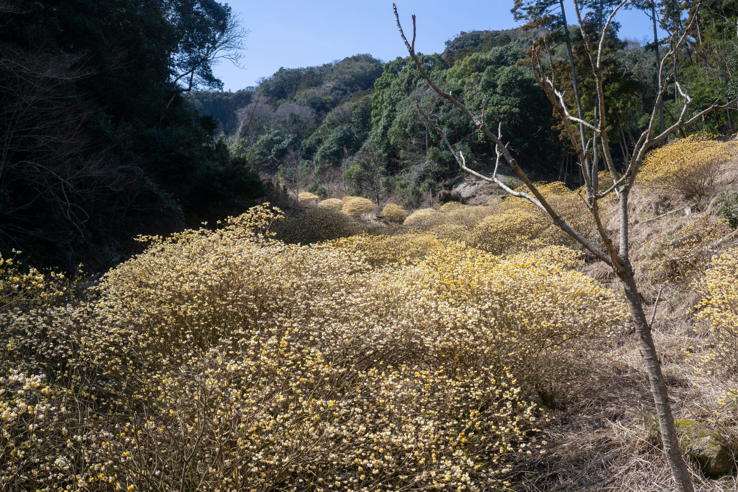 a field of yellow flowers with trees in the background