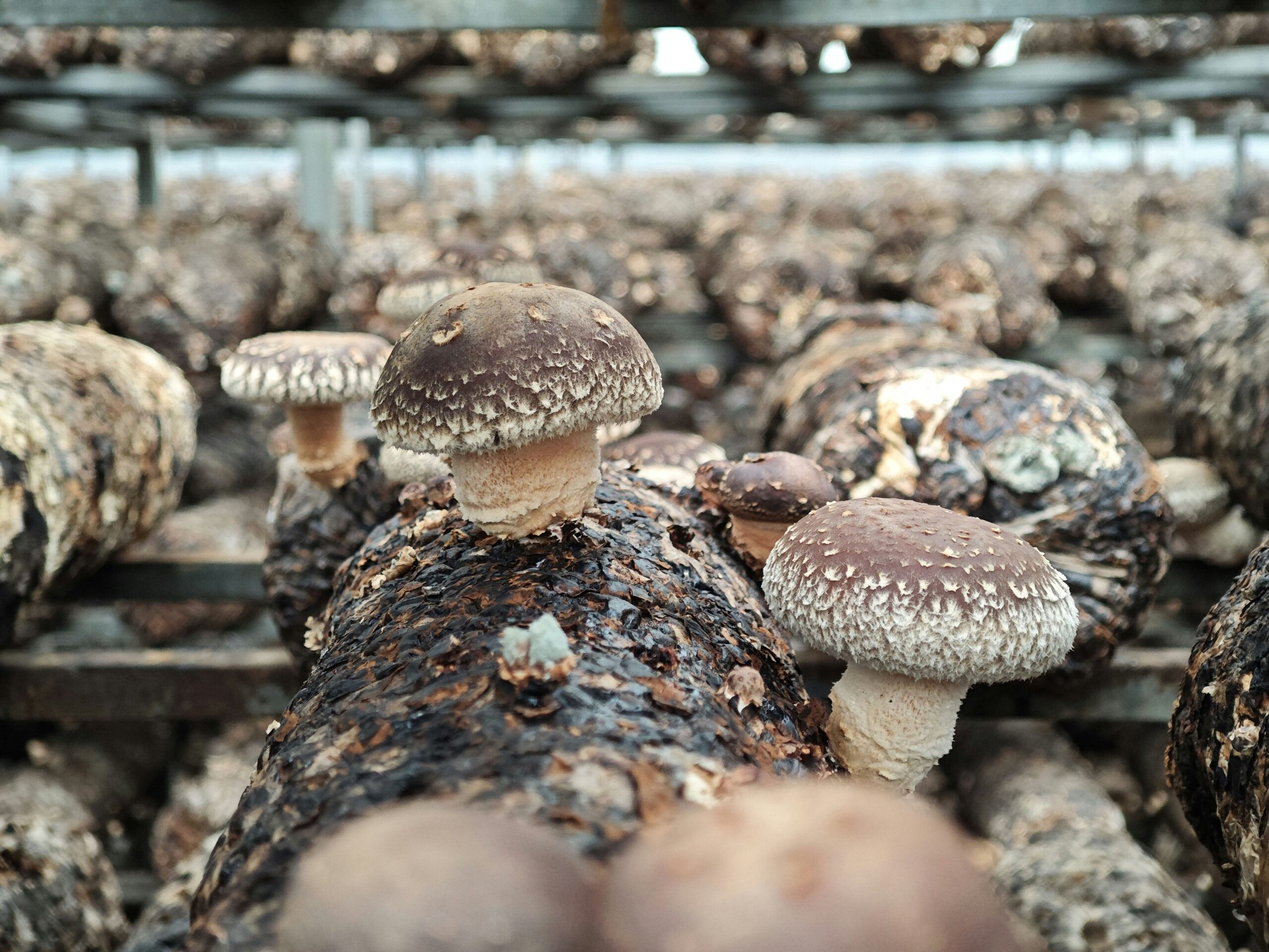 mushroom 香菇