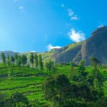 Why Organic Digestive Bites Are Your Skin’s Secret Weapon